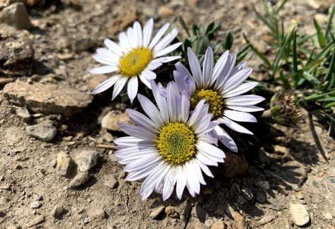 Rothrock's Easter Daisy (Townsendia rothrockii), a small white flower with a yellow center - Betty Ford Alpine Gardens