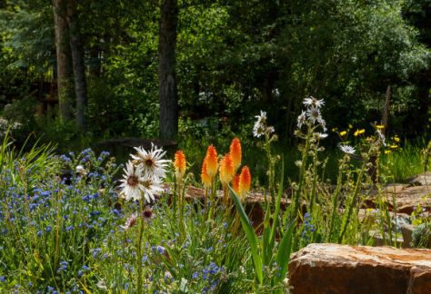 Flowers in Bloom - Betty Ford Alpine Gardens