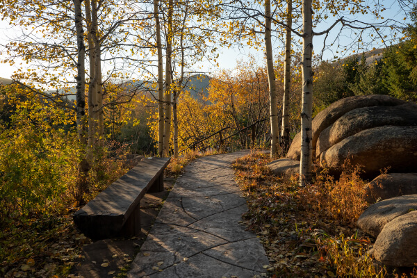 Yellow aspens in fall on the trail - Betty Ford Alpine Gardens