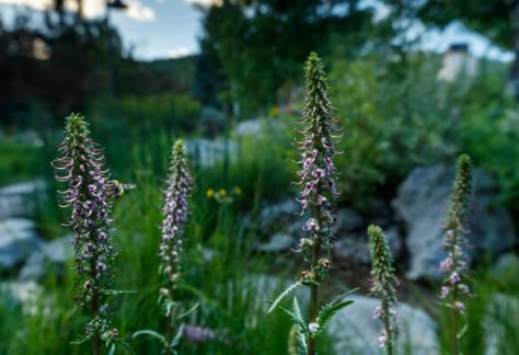 Flowers in Bloom - Betty Ford Alpine Gardens