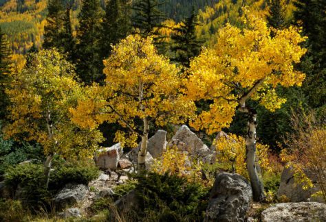 Yellow Aspens in Fall - Betty Ford Alpine Gardens