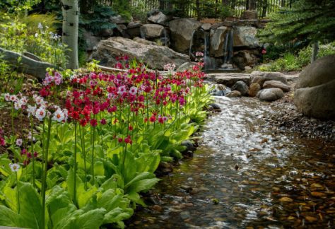 Red and pink flowers along the water's edge - Betty Ford Alpine Gardens