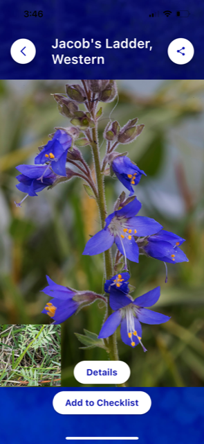 Betty Ford Alpine Gardens: Alpine Wildflowers Finder App Screen