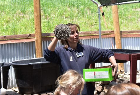 Carmen Weiland, Queen Bee of Honey Operations and Master Beekeeper at Knapp Ranch at Betty Ford Alpine Gardens