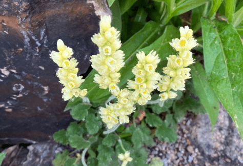 Betty Ford Alpine Gardens - July Bloomer: Alpine Alumroot