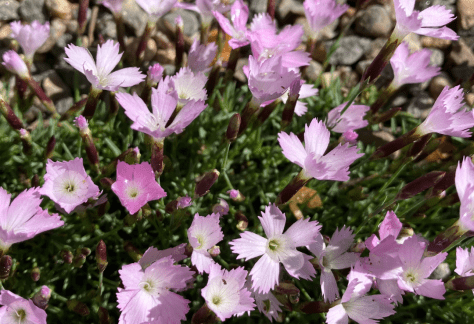 Betty Ford Alpine Gardens - July Bloomer: Dianthus