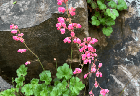 Betty Ford Alpine Gardens - July Bloomer: Heuchera