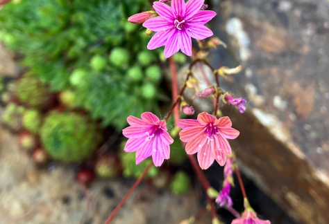 Betty Ford Alpine Gardens - July Bloomer: Lewis