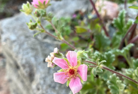 Betty Ford Alpine Gardens - July Bloomer: Potentilla