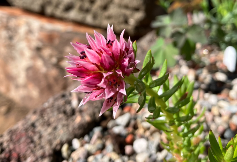 Betty Ford Alpine Gardens - July Bloomer: Redwood Stonecrop