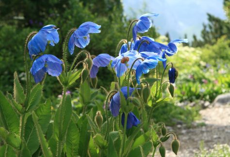 Meconopsis x sheldonii, Schachen - Betty Ford Alpine Gardens