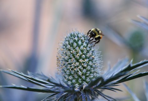 Bee on Thistle - Betty Ford Alpine Gardens