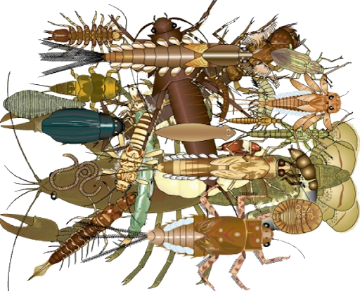 Macroinvertebrates Illustration - Betty Ford Alpine Gardens