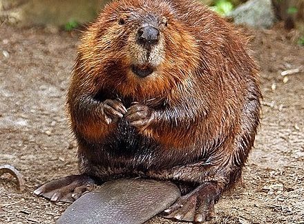 American Beaver (source: Wikipedia) - Betty Ford Alpine Gardens