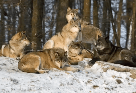 Gray Wolves Pack - Betty Ford Alpine Gardens