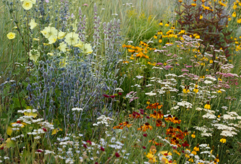 Betty Ford Alpine Gardens: Pollinator-friendly Perennials