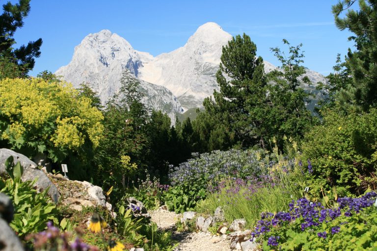 Panorama with Hochblasen and Alpspitz, Schachen - Betty Ford Alpine Gardens