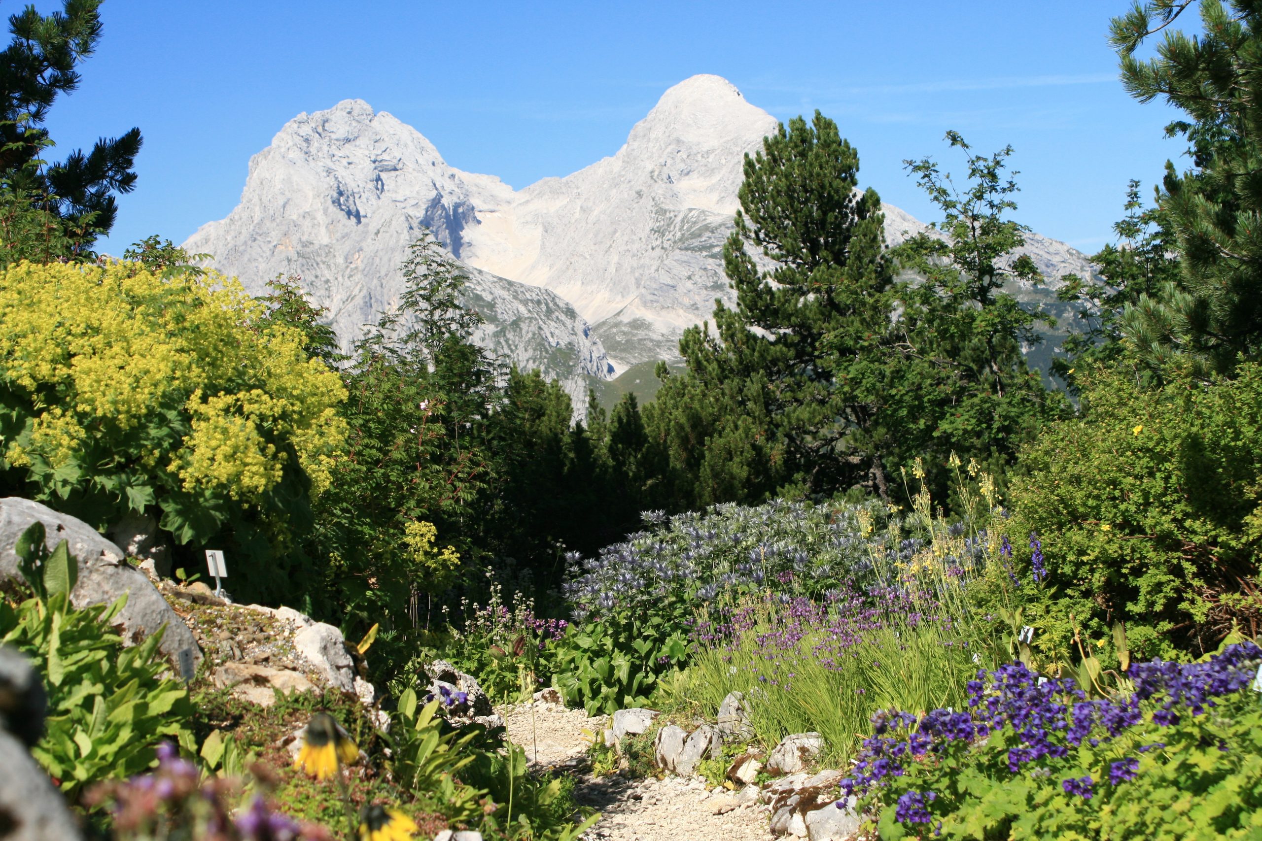 Panorama with Hochblasen and Alpspitz, Schachen - Betty Ford Alpine Gardens