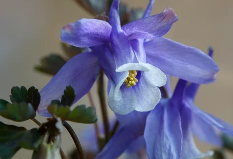 Columbine in the Betty Ford Alpine Gardens