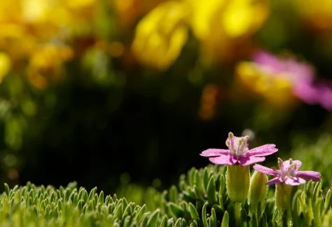 Groundcover Flowers in the Betty Ford Alpine Gardens
