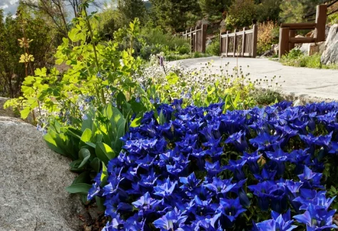 Alpine Flowers and Walkway in the Betty Ford Alpine Gardens