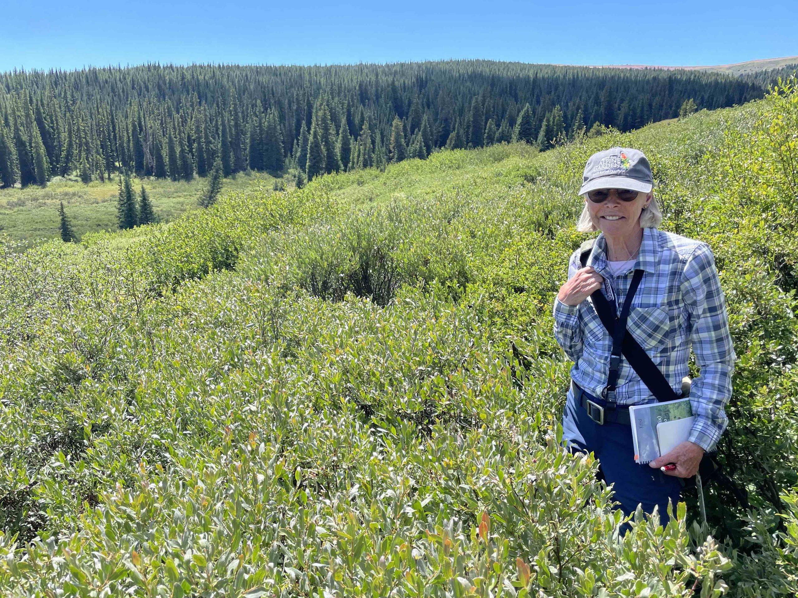 Nature scientist exploring a field of willows