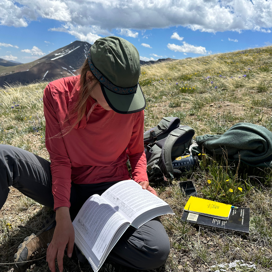 Betty Ford Alpine Gardens Conservation Intern, keying out Alpine Phlox