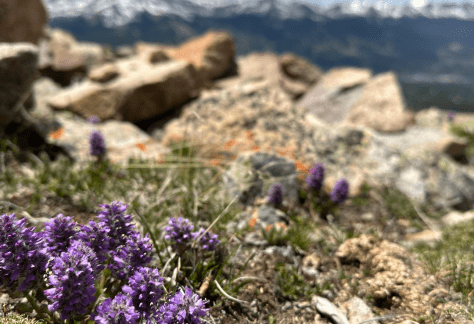 Betty Ford Alpine Gardens - Blue Kittentails