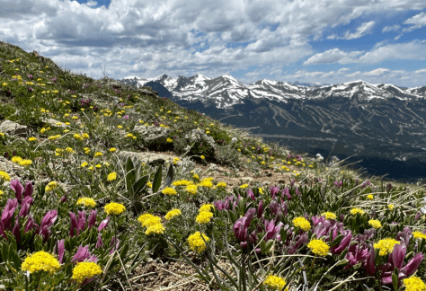 Betty Ford Alpine Gardens - Dwarf Clover and Alpine Parsley