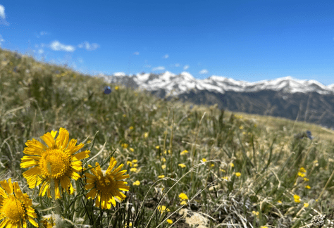 Betty Ford Alpine Gardens - Old Man of the Mountain
