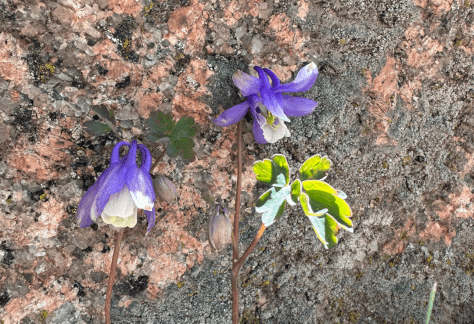 Betty Ford Alpine Gardens - Rocky Mountain Blue Columbine