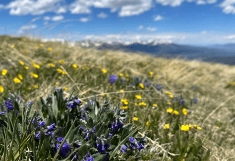 Betty Ford Alpine Gardens - Tweedy's Bluebell