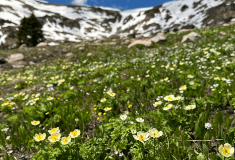 Betty Ford Alpine Gardens - White Globeflower