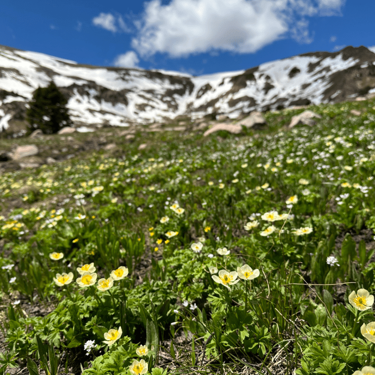Betty Ford Alpine Gardens - White Globeflower