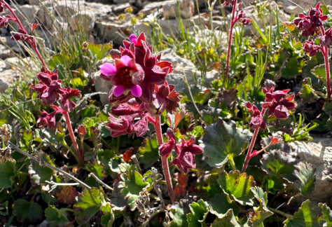 Betty Ford Alpine Gardens Rare Plants - False Saxifrage