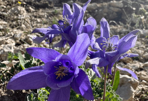 Betty Ford Alpine Gardens Rare Plants - Jones' Columbine