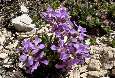 Betty Ford Alpine Gardens Rare Plants - Naked-stem Wallflower