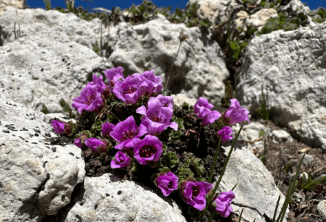 Betty Ford Alpine Gardens Rare Plants - Purple Mountain Saxifrage
