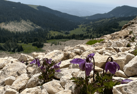 Betty Ford Alpine Gardens Rare Plants - Slender-lobed Clematis