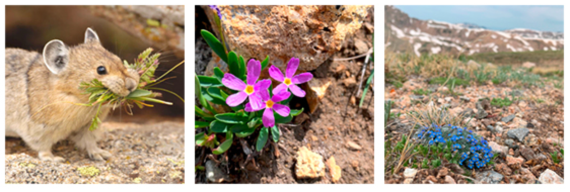Betty Ford Alpine Gardens - At Risk Alpine Plants and Animals