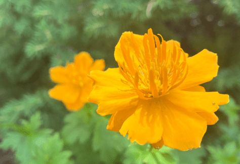Betty Ford Alpine Gardens August Bloom: Chinese Globe Flower