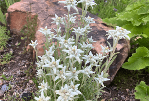 Betty Ford Alpine Gardens August Bloom: Edelweiss
