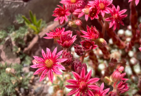 Betty Ford Alpine Gardens August Bloom: Hens and Chicks