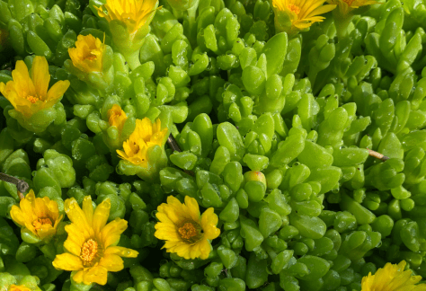 Betty Ford Alpine Gardens August Bloom: Ice Plant