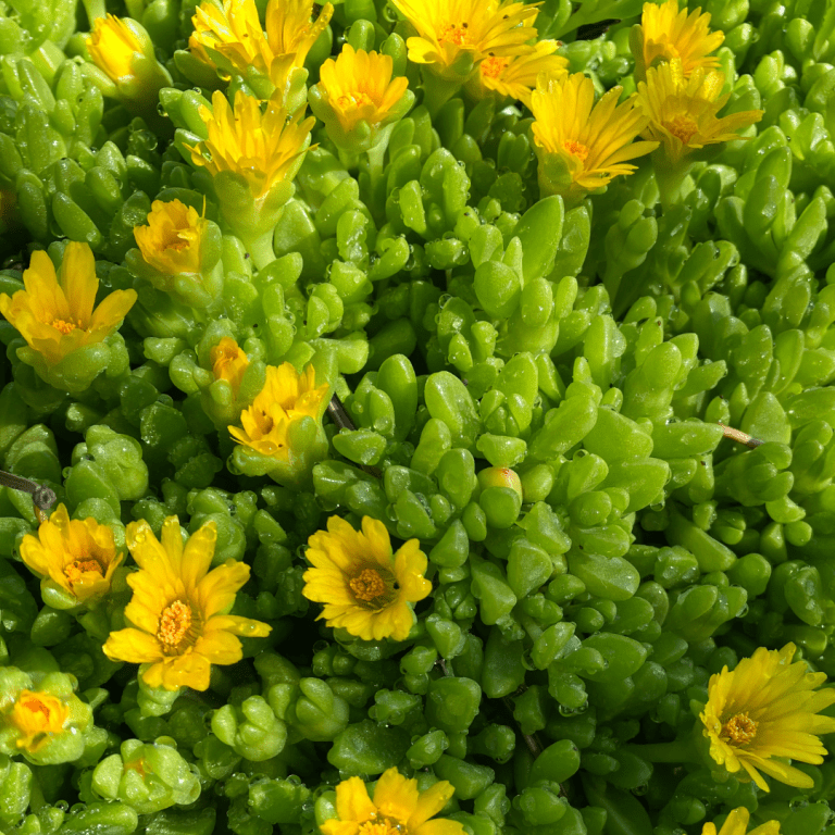 Betty Ford Alpine Gardens August Bloom: Ice Plant