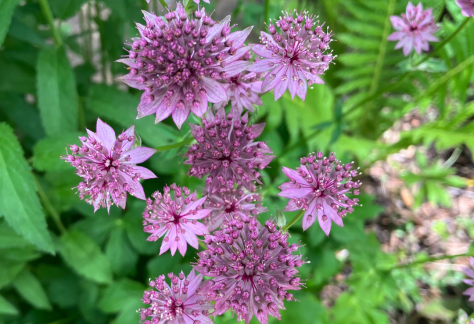 Betty Ford Alpine Gardens August Bloom: Masterwork