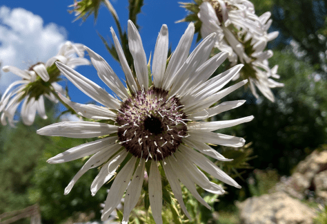 Betty Ford Alpine Gardens August Bloom: Purple Berkheya