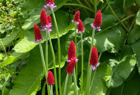 Betty Ford Alpine Gardens August Bloom: Vial's Primrose
