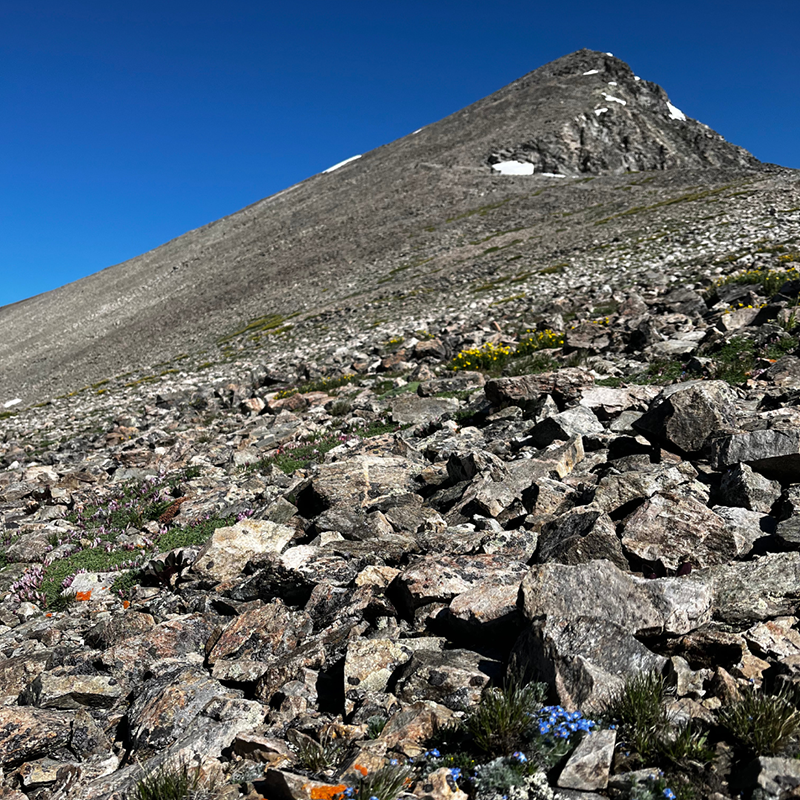 Chasing Footprints of a Legend: Alice Eastwood