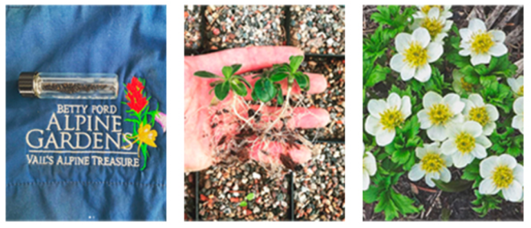 Betty Ford Alpine Gardens - Growing From Seed